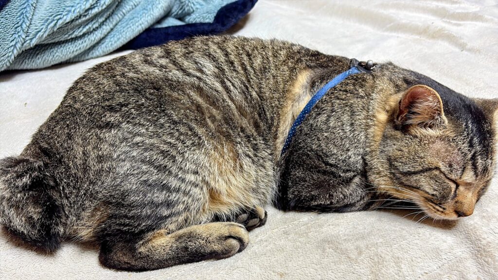 IMG_6344-EDIT-1024x576 本日、無事に修善寺ベースへ戻った