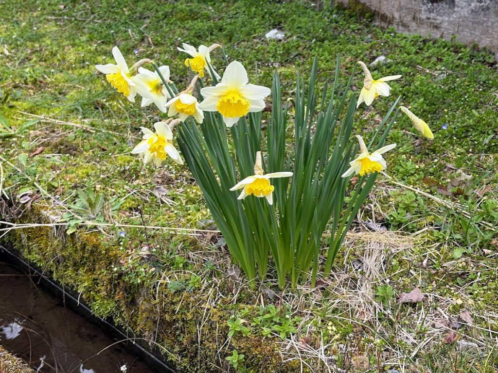 IMG_6369-1024x769 地上の星