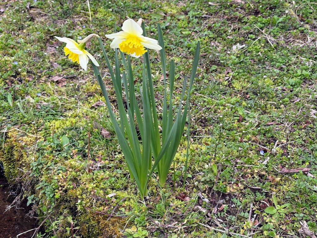 IMG_6371-1024x769 地上の星