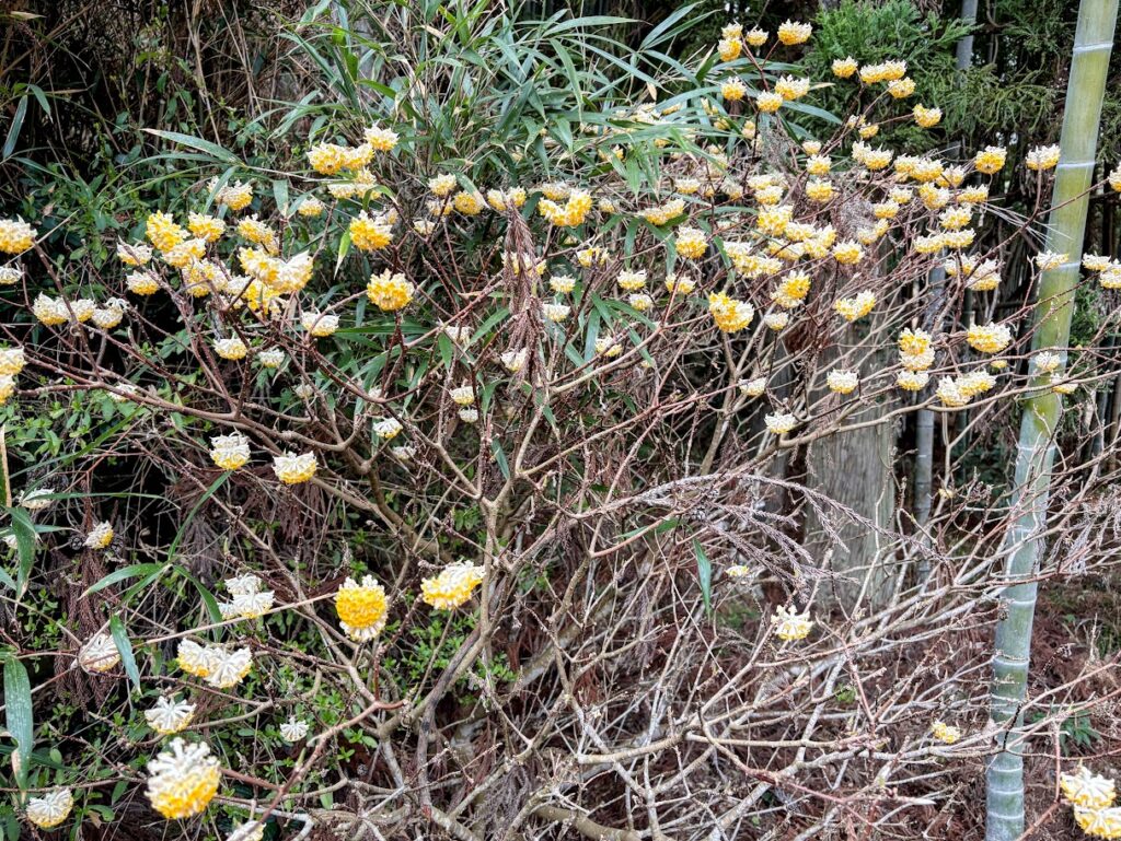 IMG_6373-EDIT-1024x769 地上の星