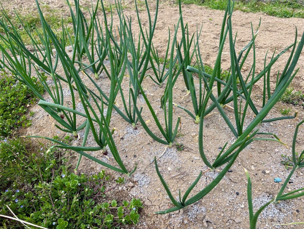 IMG_6379-1024x769 地上の星