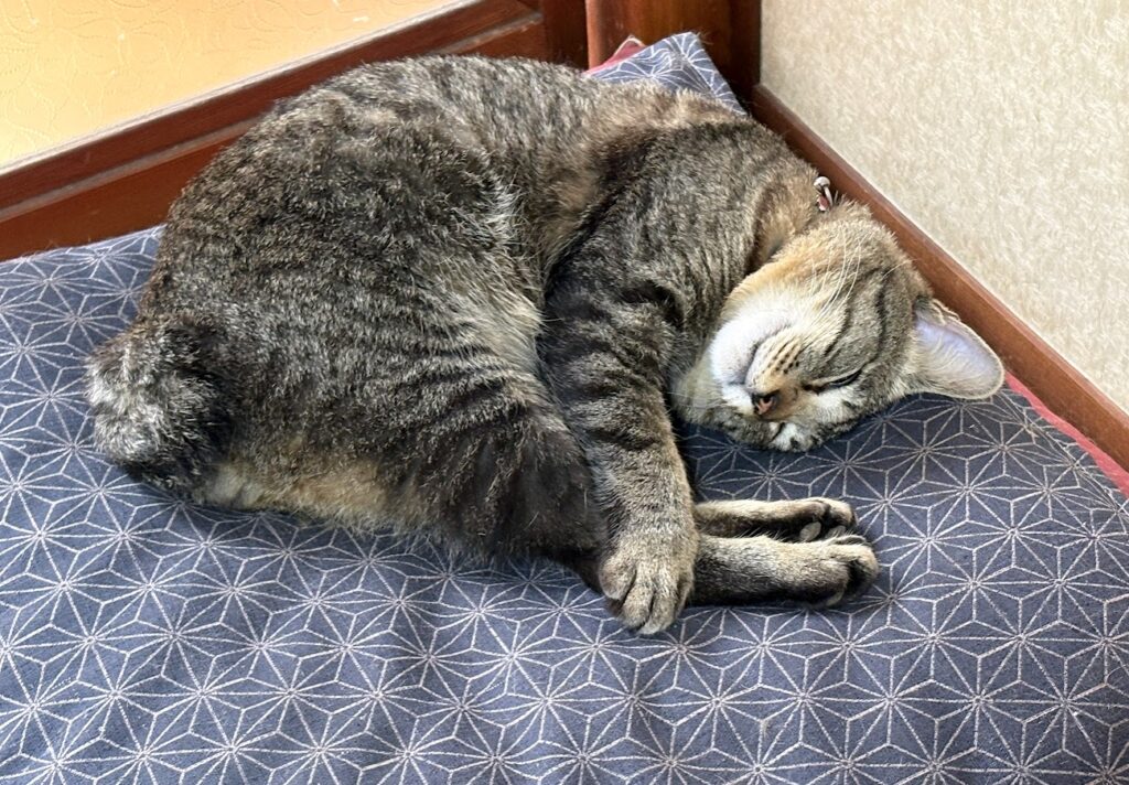 IMG_6402-1024x712 よもぎ餅