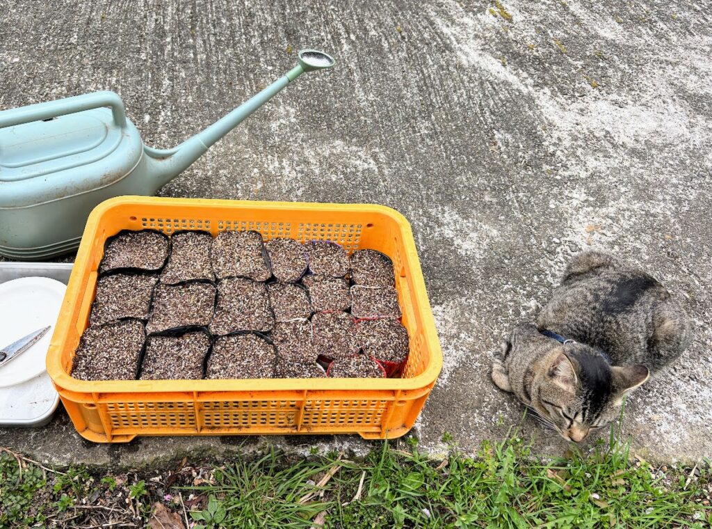 IMG_6405-1024x760 よもぎ餅