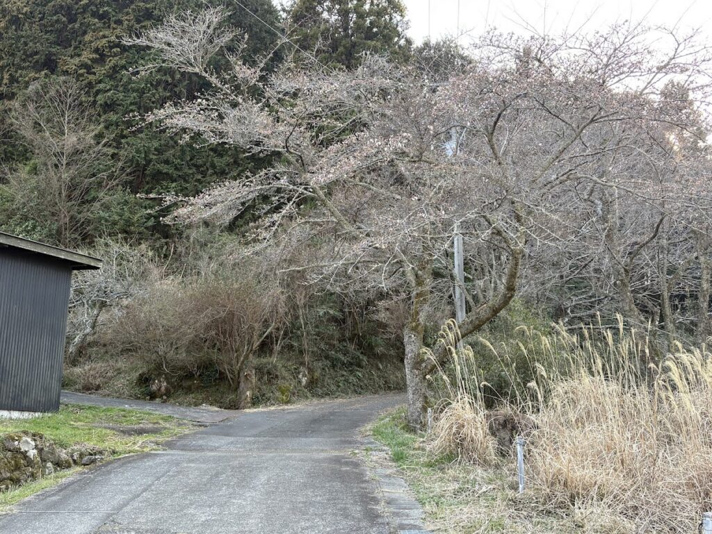 IMG_6463-1024x769 春が来た