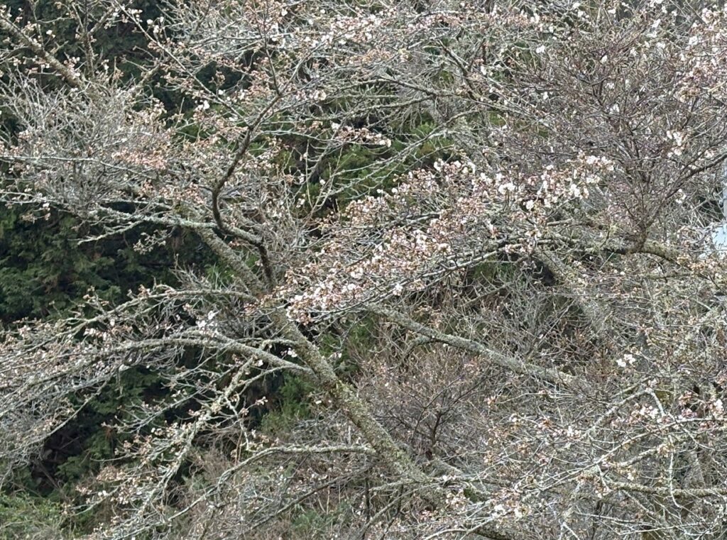 IMG_6465-1024x761 春が来た