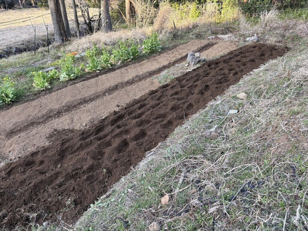 IMG_6478-1024x769 春が来た