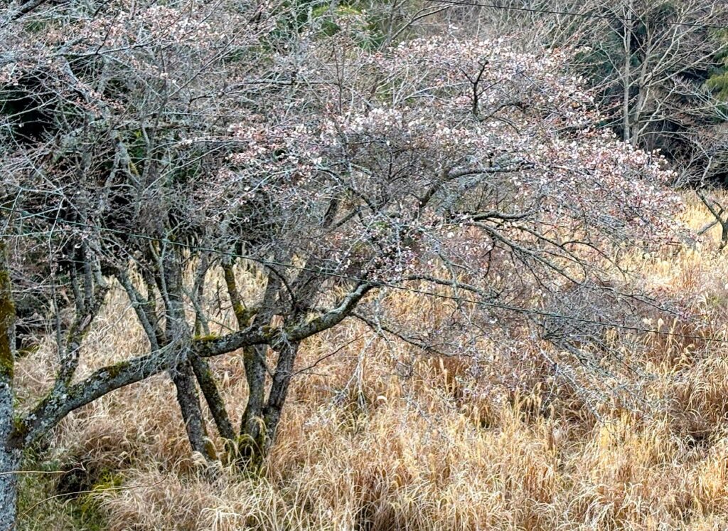 IMG_6484-EDIT-1-1024x746 春が来た