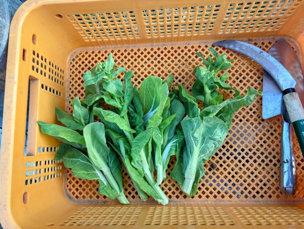 IMG_6489-EDIT-1024x769 春が来た