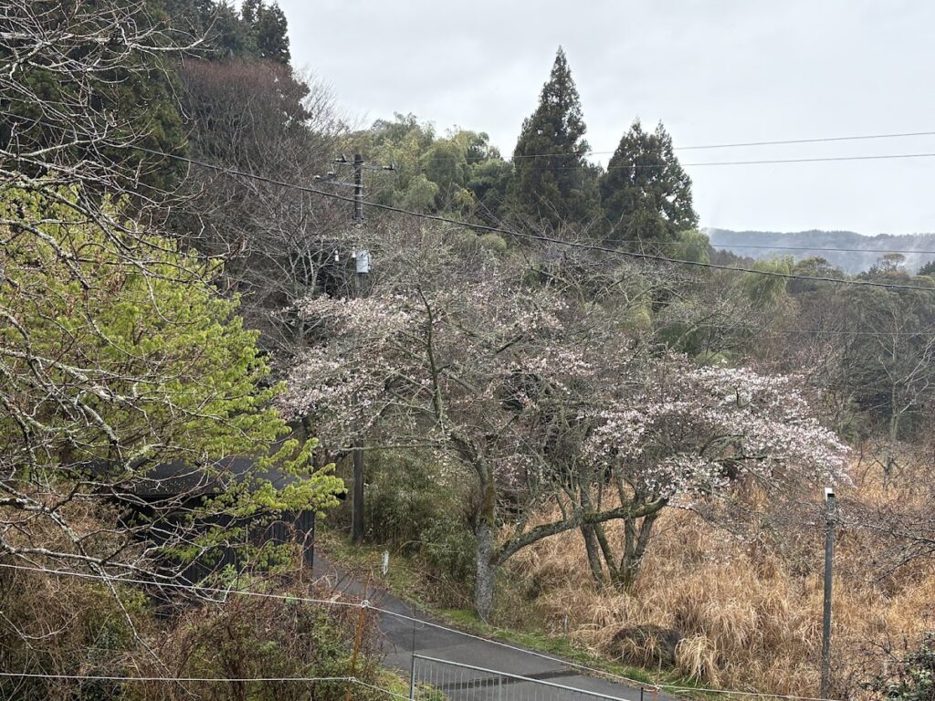 IMG_6552-1024x768 各種夏野菜の種植え