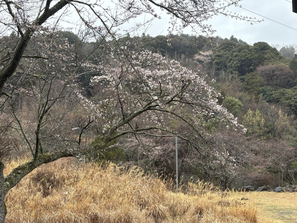 IMG_6556-1024x768 各種夏野菜の種植え