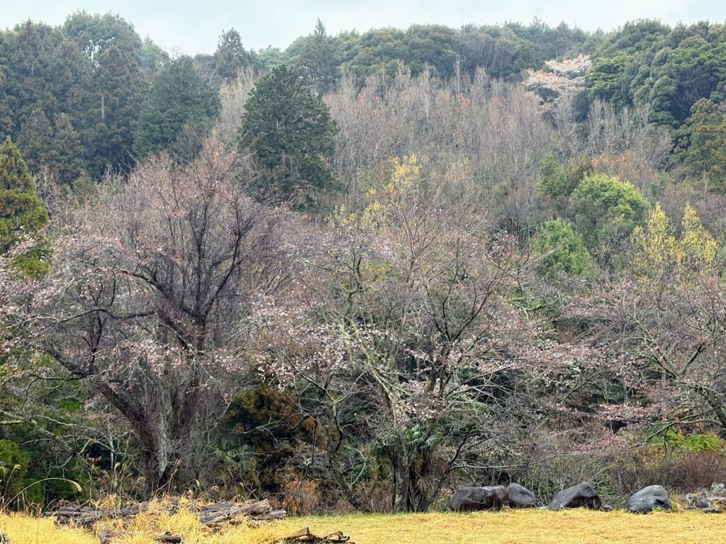 IMG_6558-1-1024x768 各種夏野菜の種植え