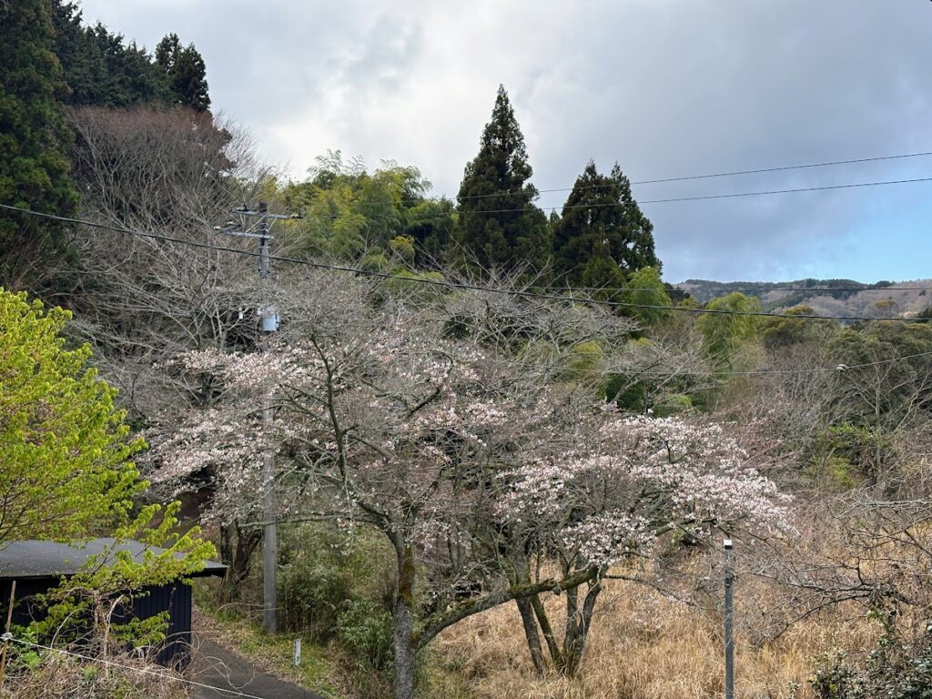 IMG_6569-1024x768 各種夏野菜の種植え