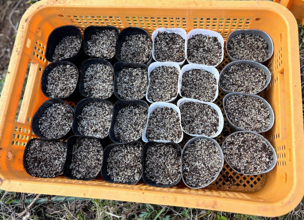 IMG_6582-1024x740 各種夏野菜の種植え