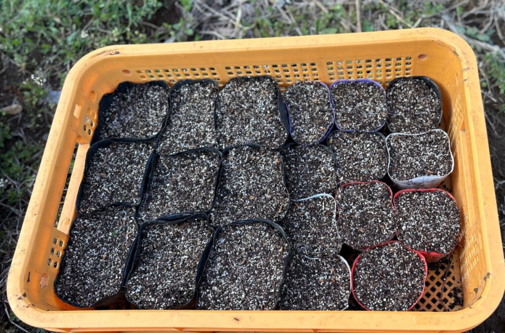 IMG_6583-1-1024x675 各種夏野菜の種植え