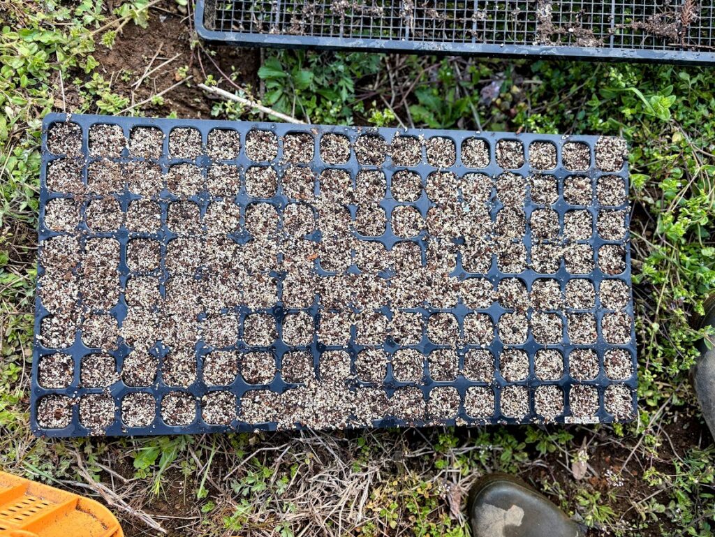 IMG_6585-EDIT-1024x769 各種夏野菜の種植え