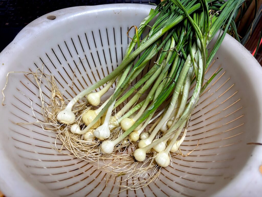 IMG_6596-EDIT-1024x768 各種夏野菜の種植え