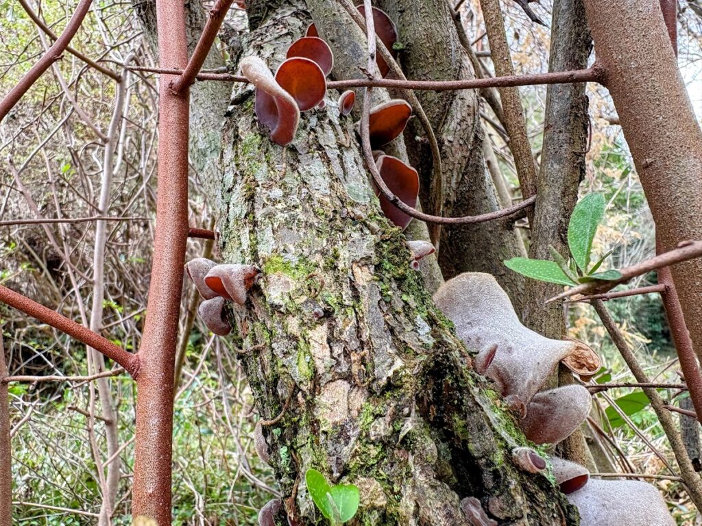 IMG_6606-EDIT-1024x768 本日、太郎と共に無事、修善寺ベースへ帰ってきました。