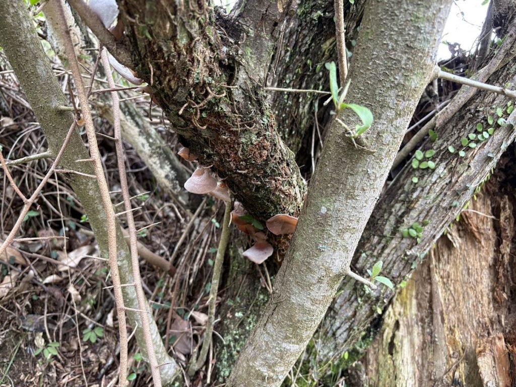 IMG_6608-1024x768 本日、太郎と共に無事、修善寺ベースへ帰ってきました。