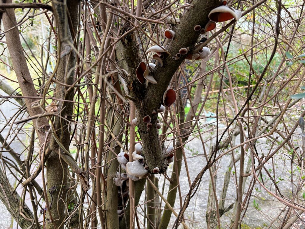 IMG_6611-1024x768 本日、太郎と共に無事、修善寺ベースへ帰ってきました。