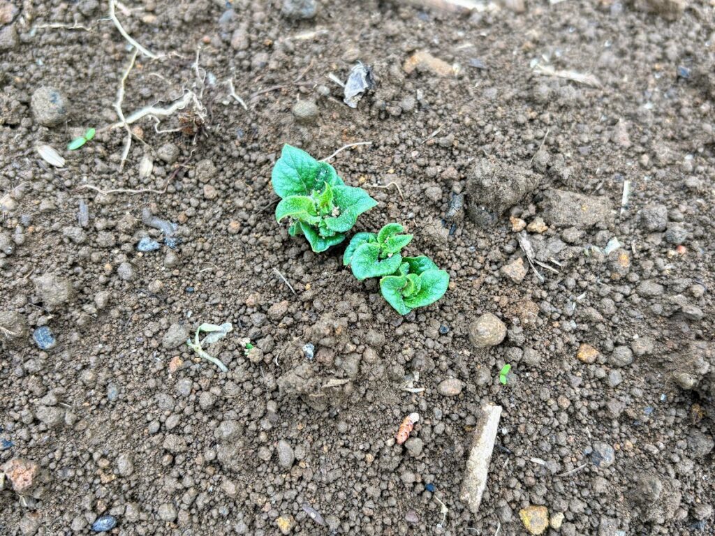 IMG_6625-1024x768 本日、太郎と共に無事、修善寺ベースへ帰ってきました。