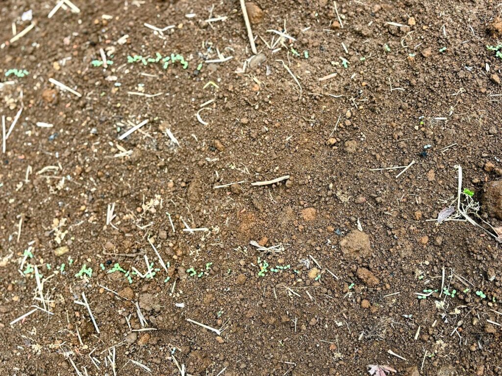 IMG_6632-EDIT-1024x768 本日、太郎と共に無事、修善寺ベースへ帰ってきました。