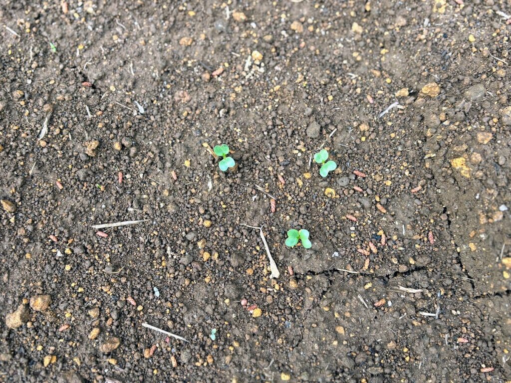 IMG_6634-1024x768 本日、太郎と共に無事、修善寺ベースへ帰ってきました。