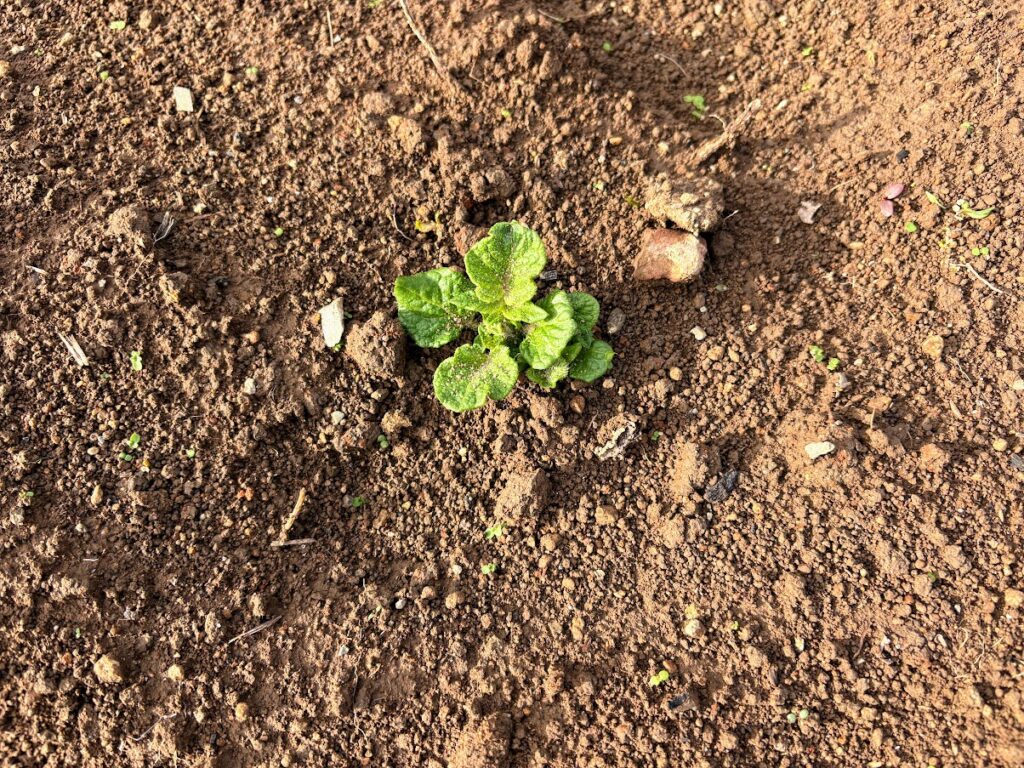 IMG_6649-1024x768 本日、太郎と共に無事、修善寺ベースへ帰ってきました。