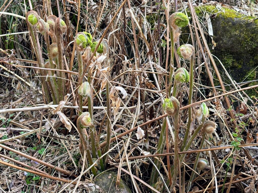 IMG_6667-1024x768 本日、太郎と共に無事、修善寺ベースへ帰ってきました。