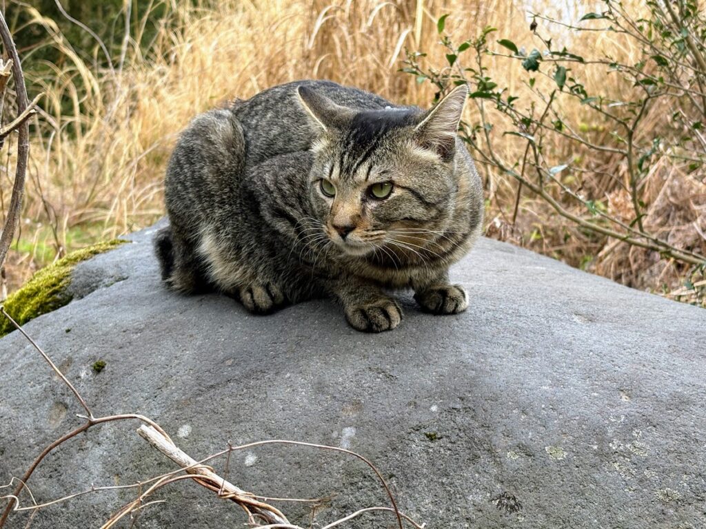 IMG_6676-1024x768 本日、太郎と共に無事、修善寺ベースへ帰ってきました。