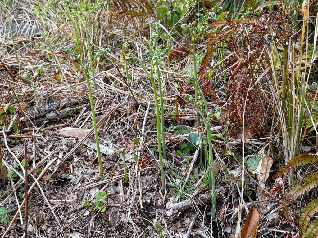 IMG_6686-EDIT-1024x768 本日、太郎と共に無事、修善寺ベースへ帰ってきました。