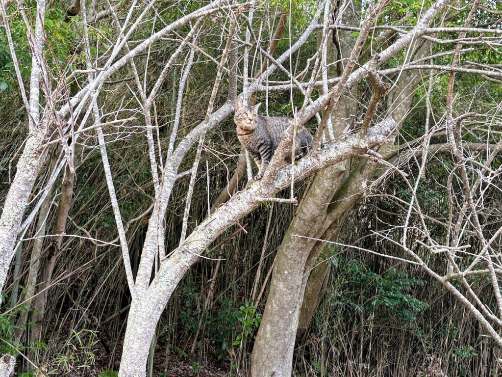 IMG_6694-1024x768 本日、太郎と共に無事、修善寺ベースへ帰ってきました。