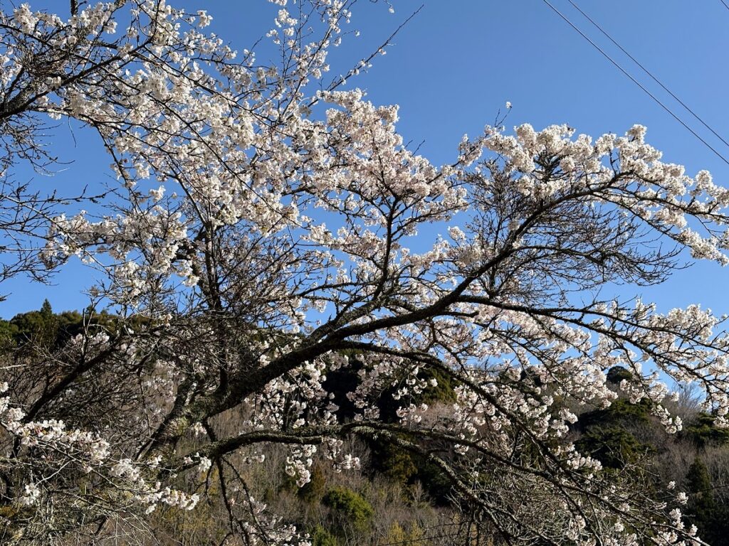 IMG_6712-1024x768 桜見物