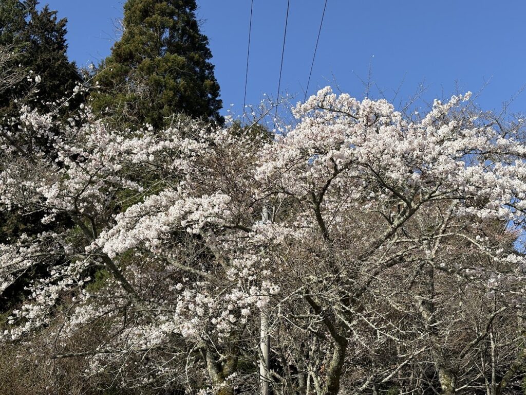 IMG_6713-1024x768 桜見物