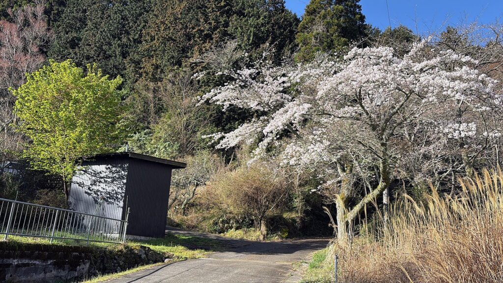 IMG_6714-1024x576 桜見物