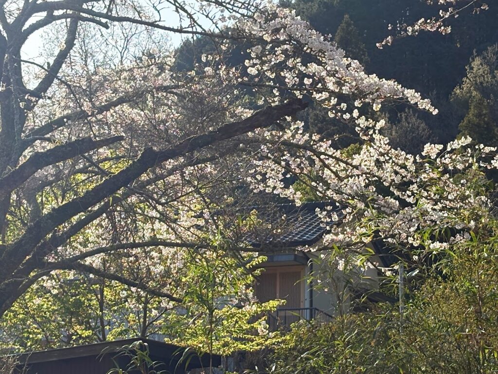 IMG_6717-1024x768 桜見物