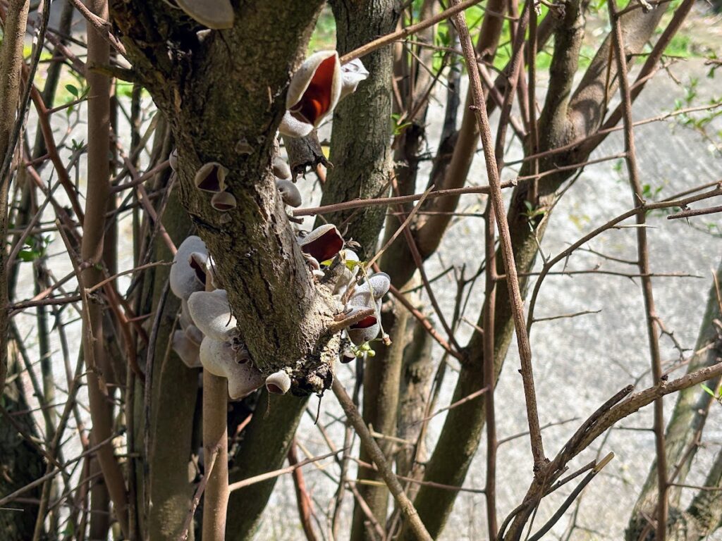 IMG_6718-1024x768 桜見物