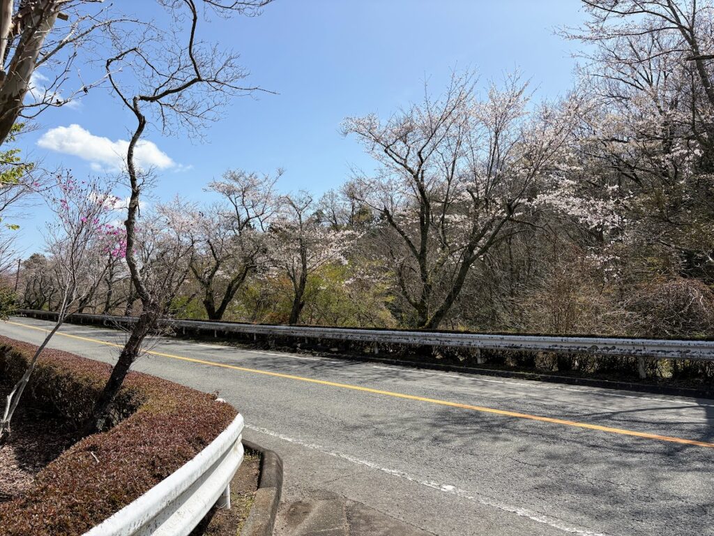 IMG_6724-1024x768 桜見物