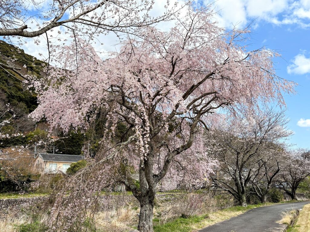 IMG_6728-EDIT-1024x768 桜見物