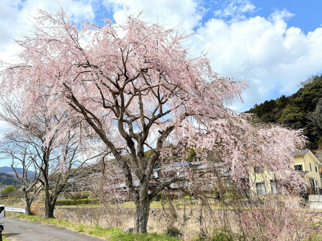 IMG_6730-EDIT-1024x768 桜見物