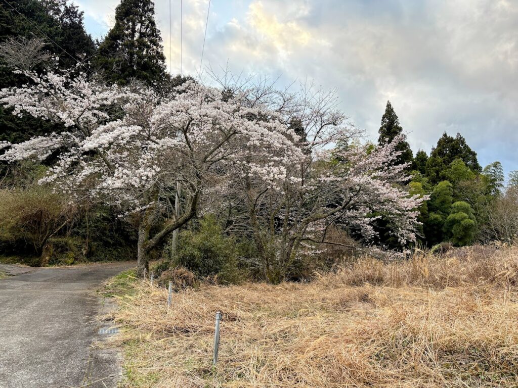 IMG_6736-EDIT-1024x768 桜見物