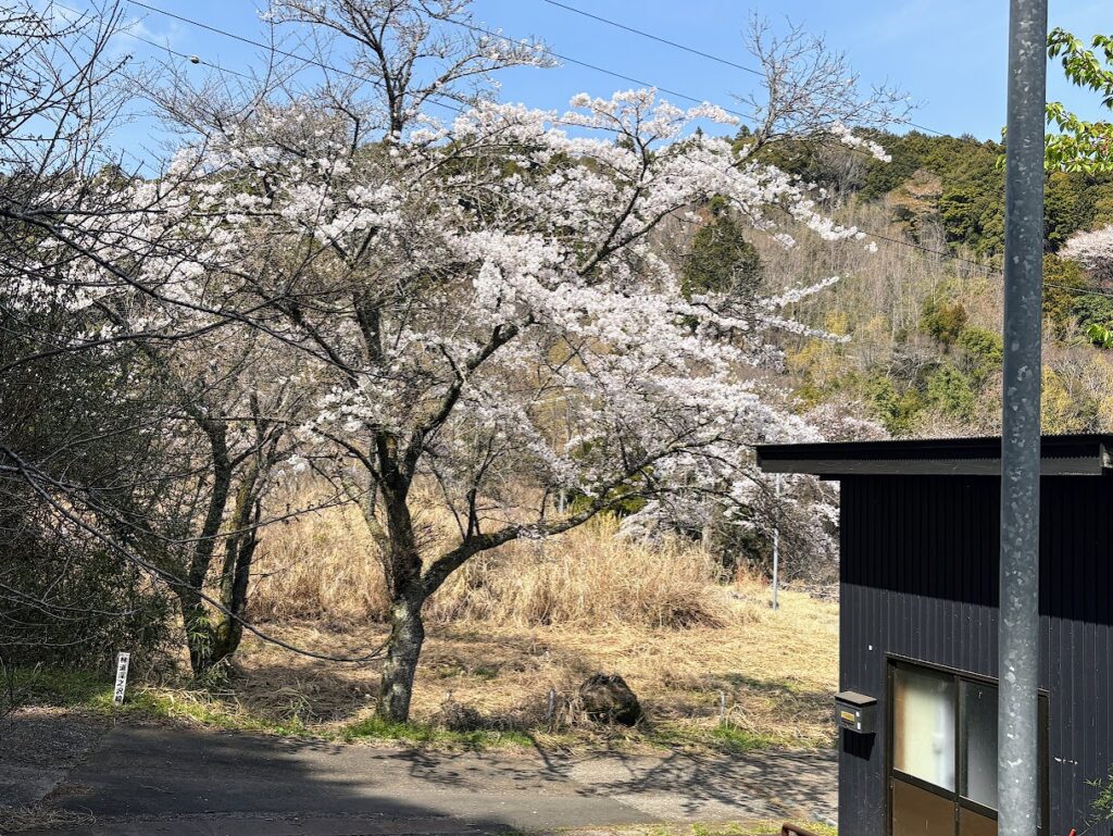 IMG_6751-1024x769 毎日、花見です。