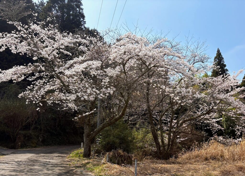 IMG_6755-EDIT-1024x737 毎日、花見です。