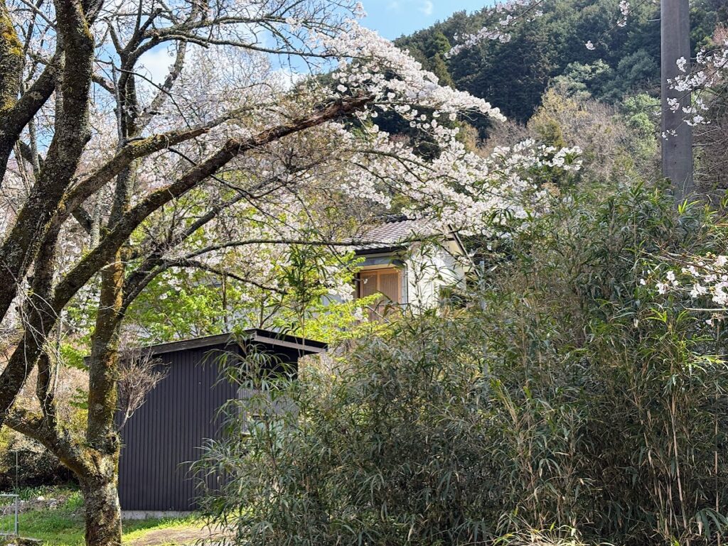 IMG_6756-1024x769 毎日、花見です。