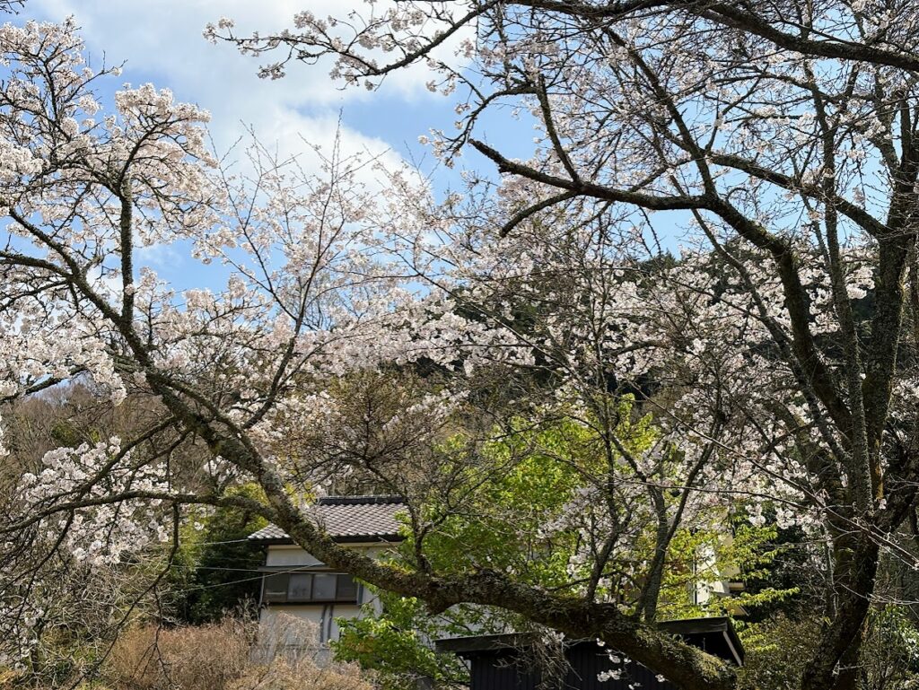 IMG_6760-1024x769 毎日、花見です。