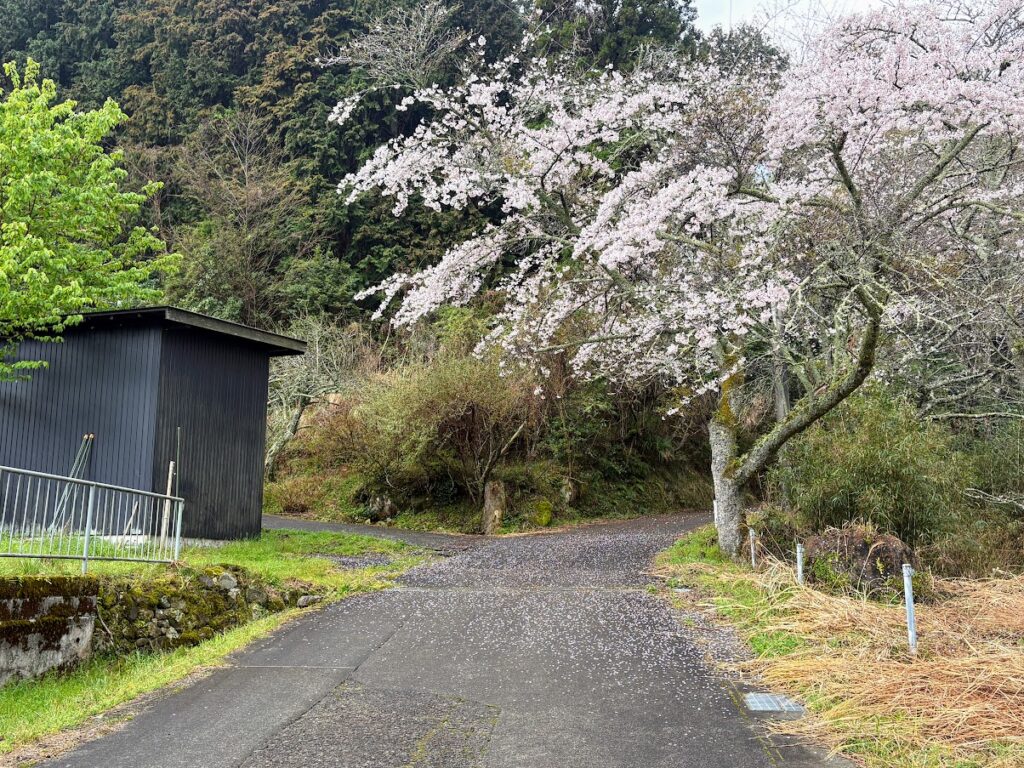IMG_6779-1024x768 雨に打たれ桜散る