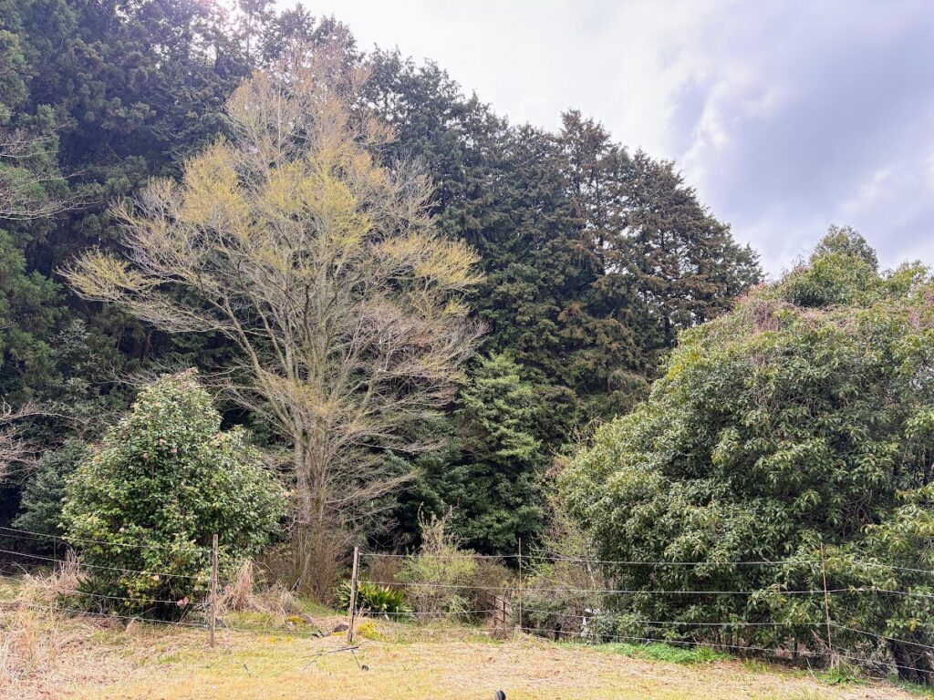 IMG_6788-1024x768 雨に打たれ桜散る