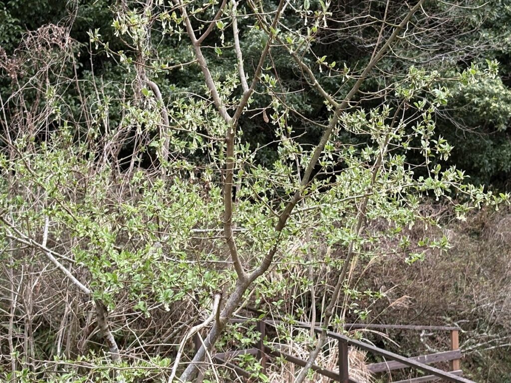 IMG_6793-1-1024x768 雨に打たれ桜散る