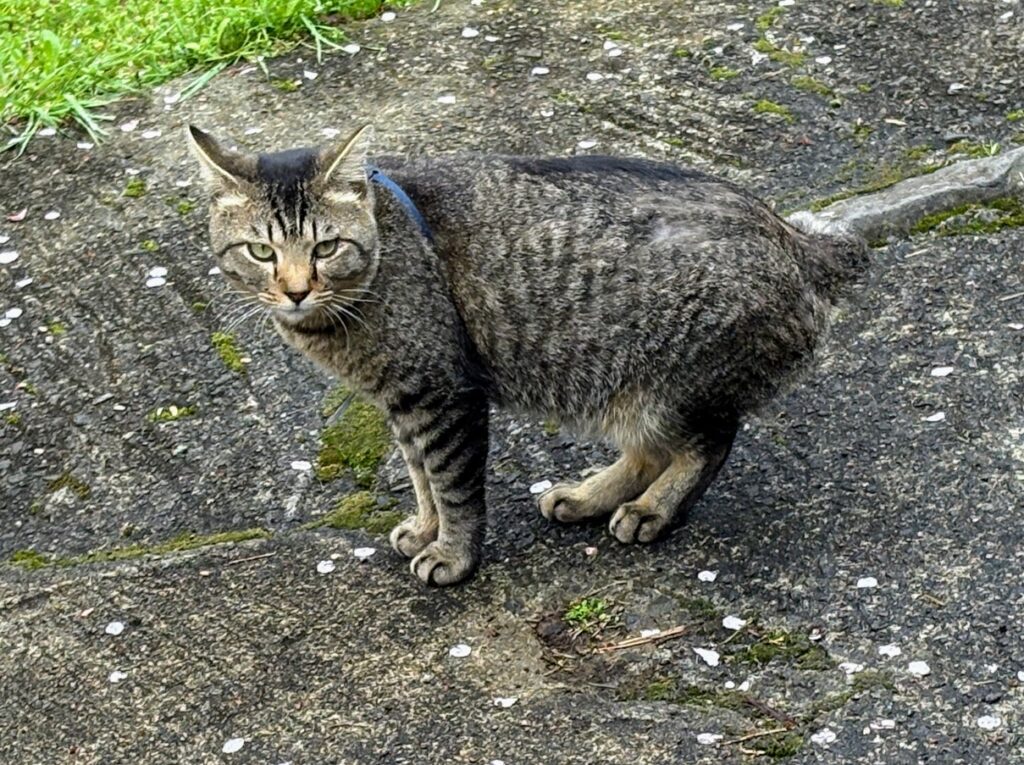 IMG_6797-1024x765 雨に打たれ桜散る