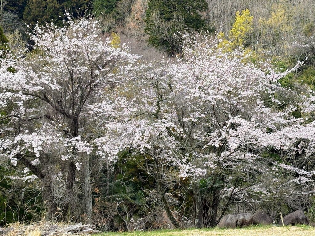 IMG_6801-1024x768 雨に打たれ桜散る
