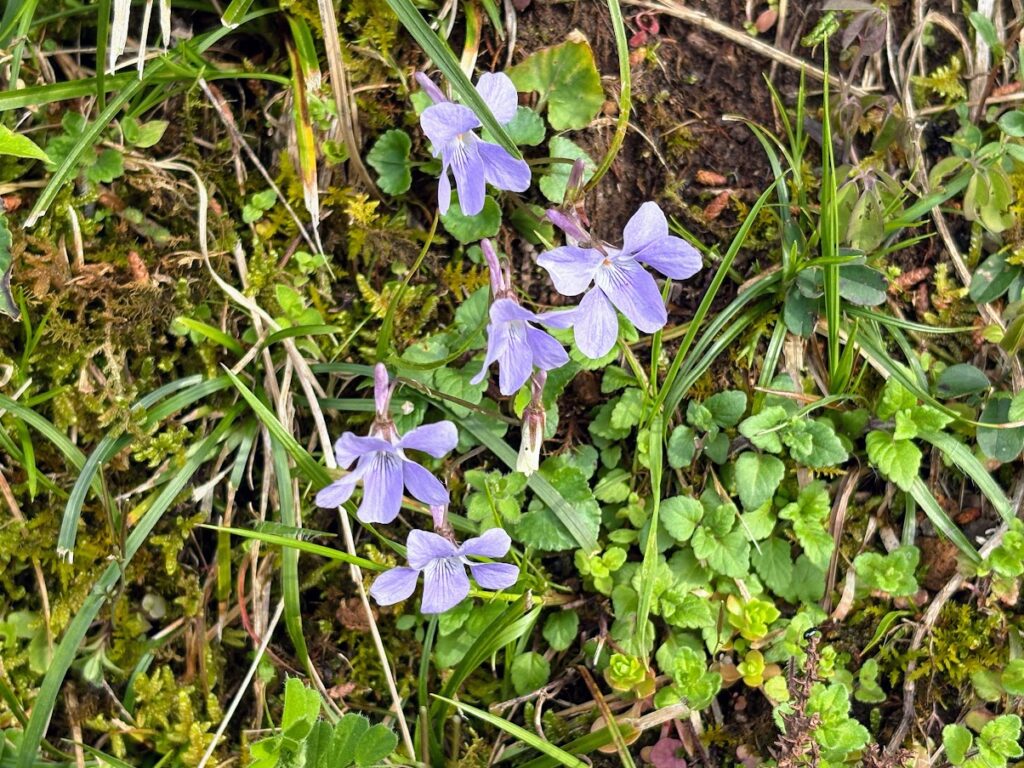 IMG_6807-1024x768 雨に打たれ桜散る